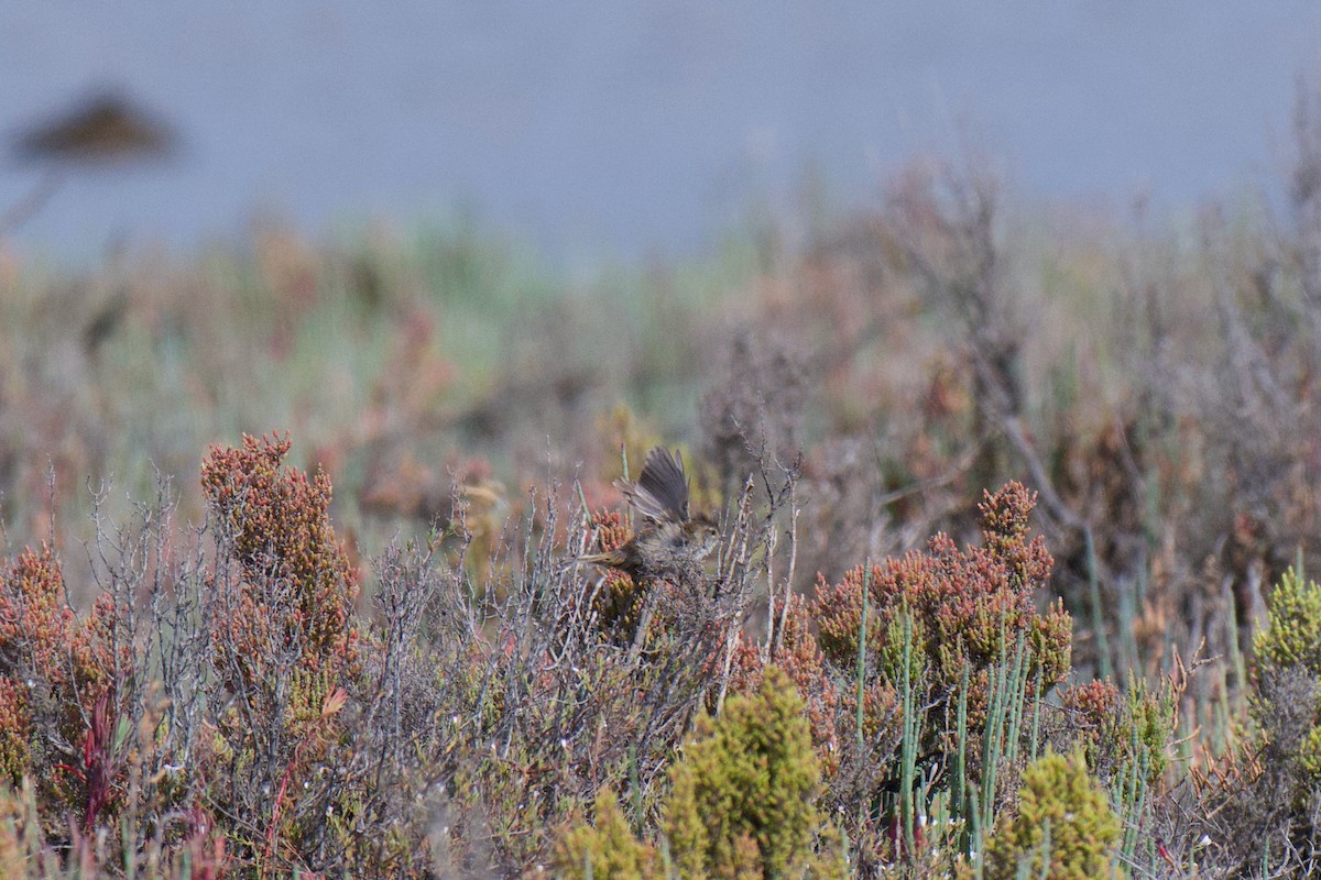 Little Grassbird - ML646380427