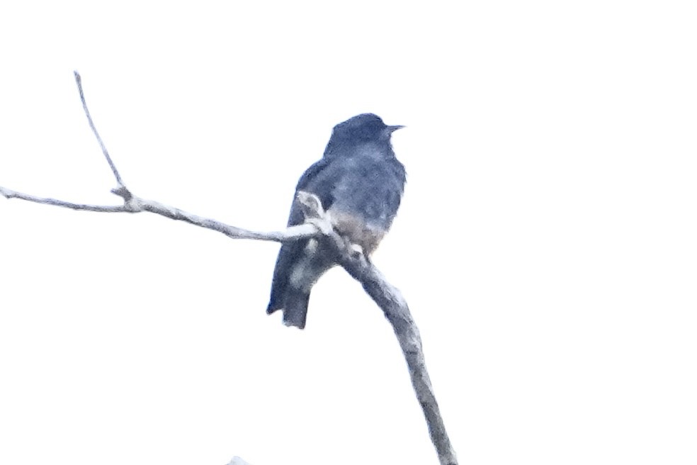 Swallow-winged Puffbird - ML646380428