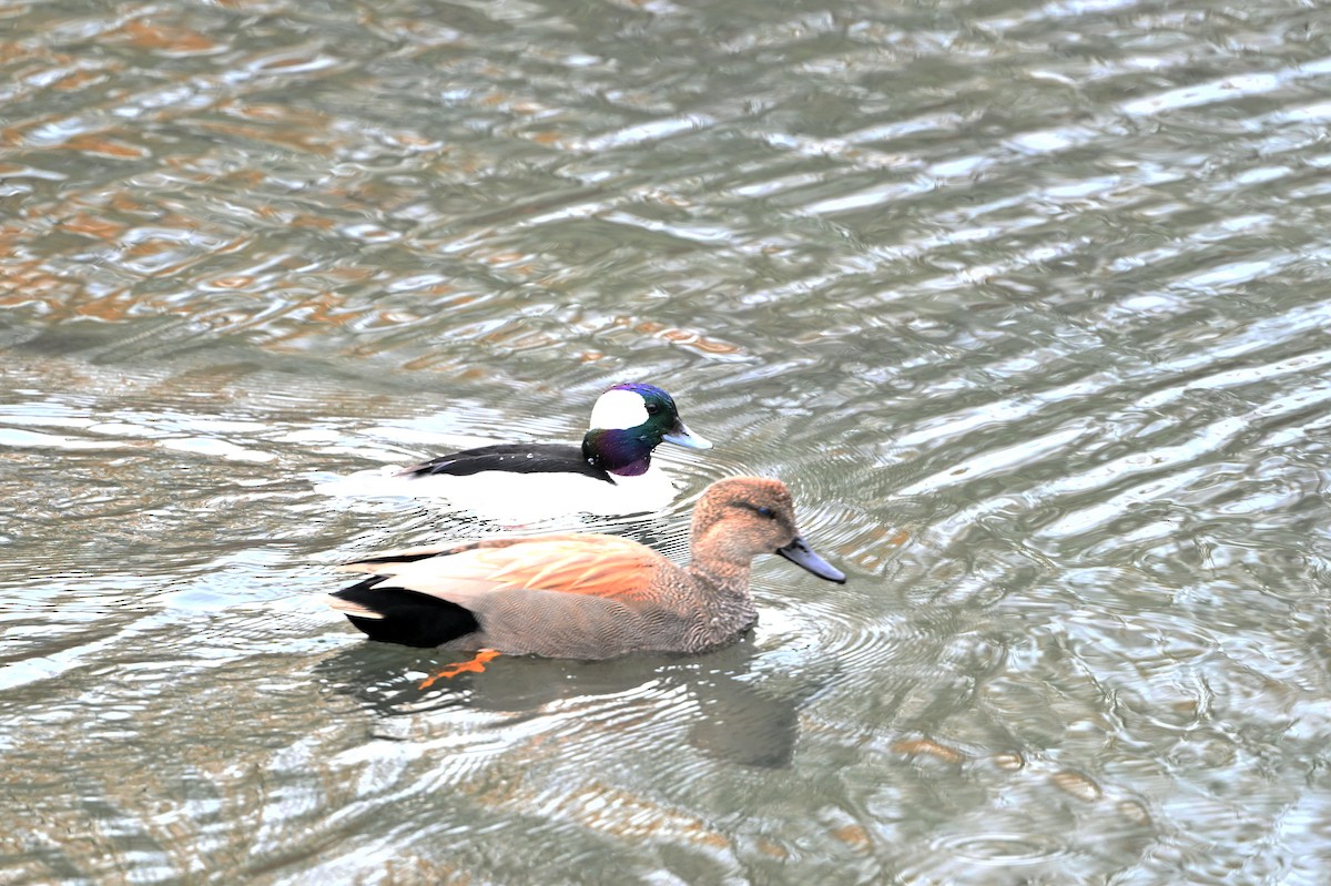 Gadwall - ML646380429