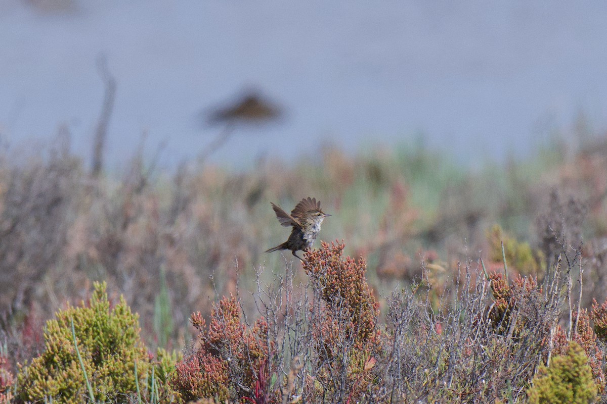 Little Grassbird - ML646380430