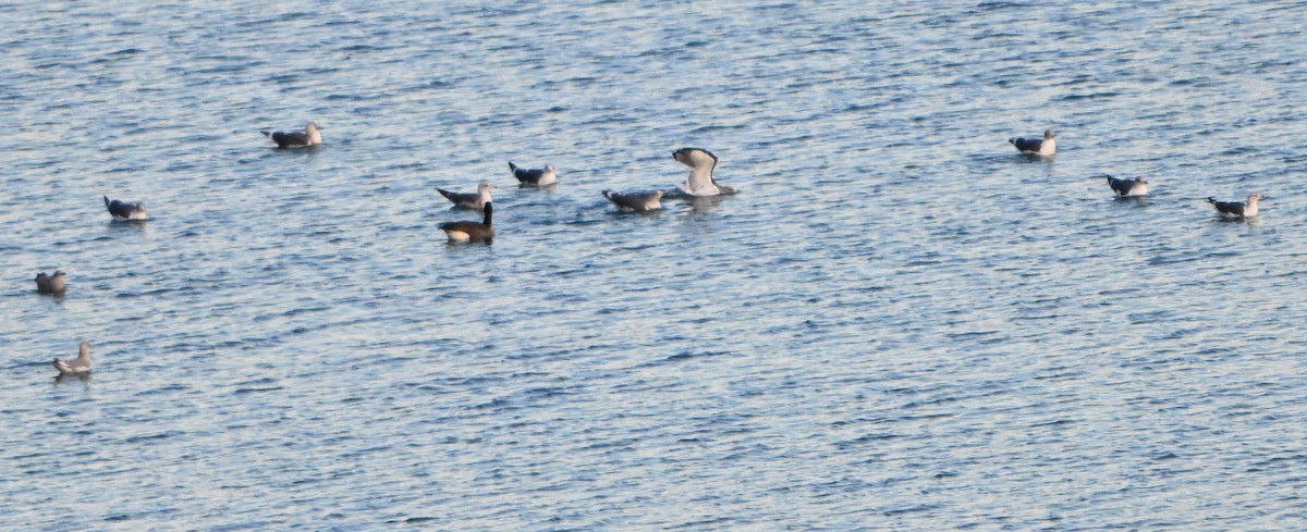 Lesser Black-backed Gull - ML646380431