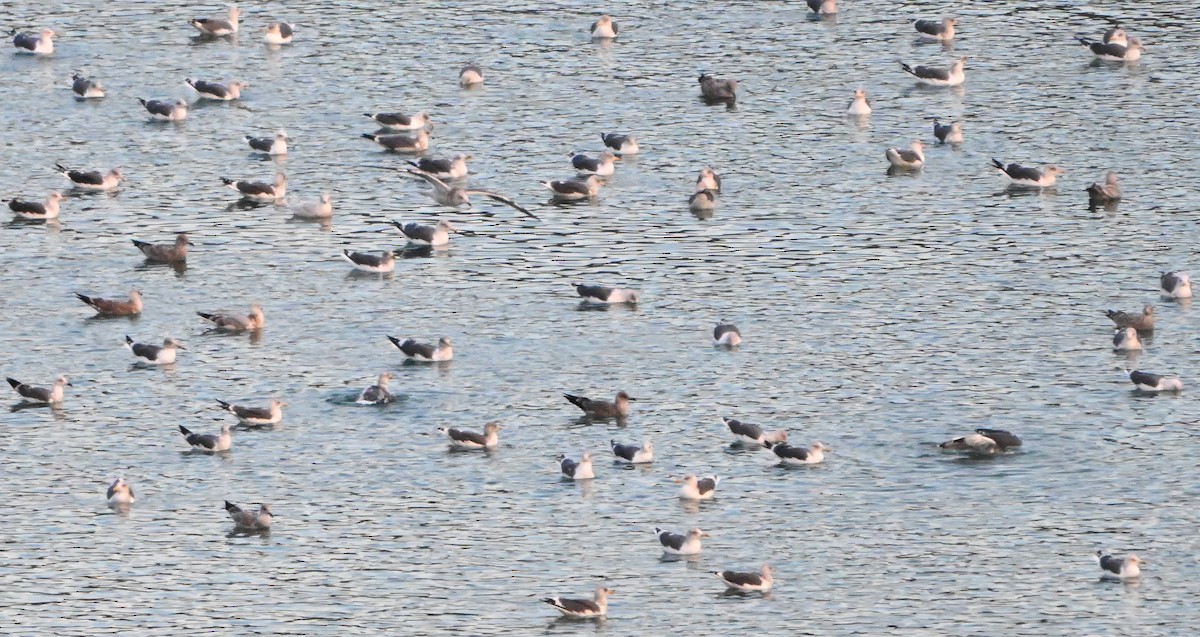 Lesser Black-backed Gull - ML646380432
