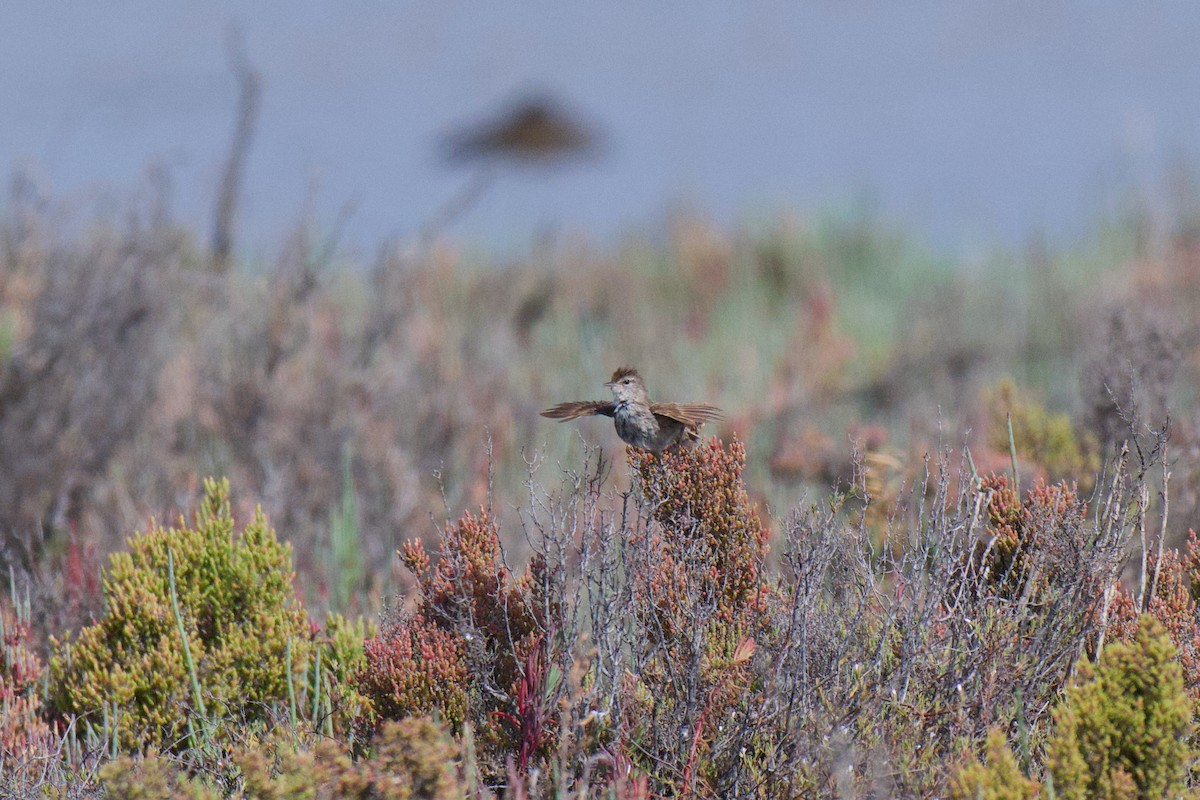 Little Grassbird - ML646380433