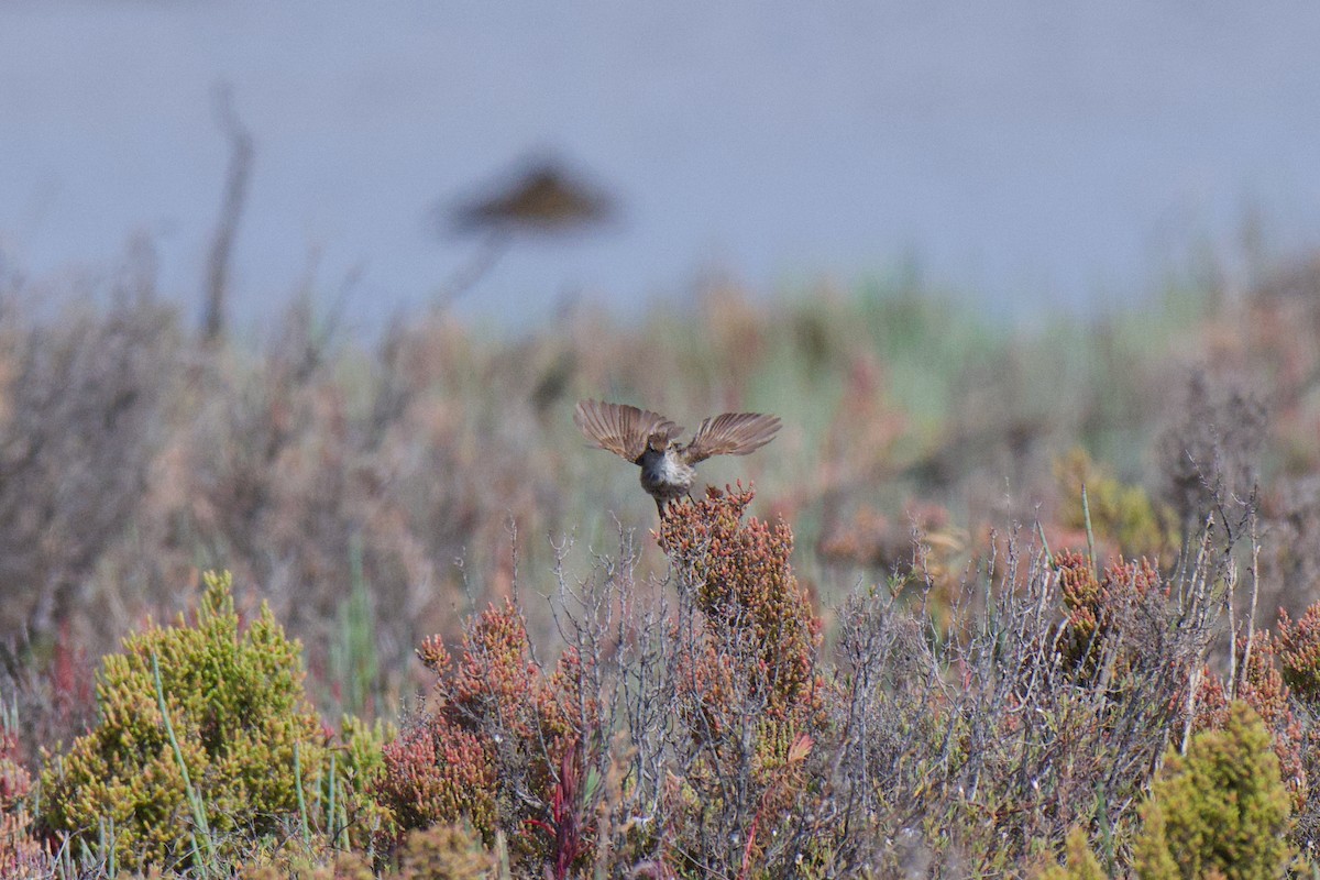 Little Grassbird - ML646380434