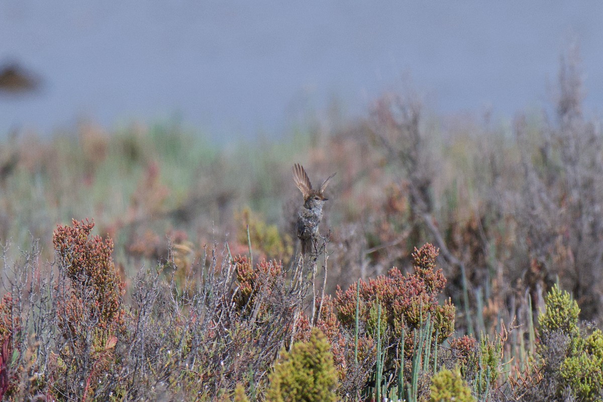 Little Grassbird - ML646380435