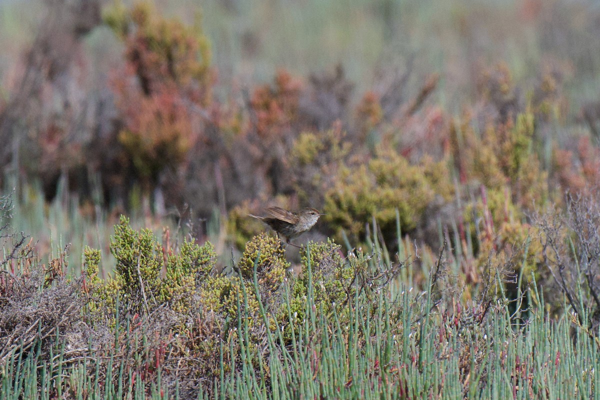 Little Grassbird - ML646380436