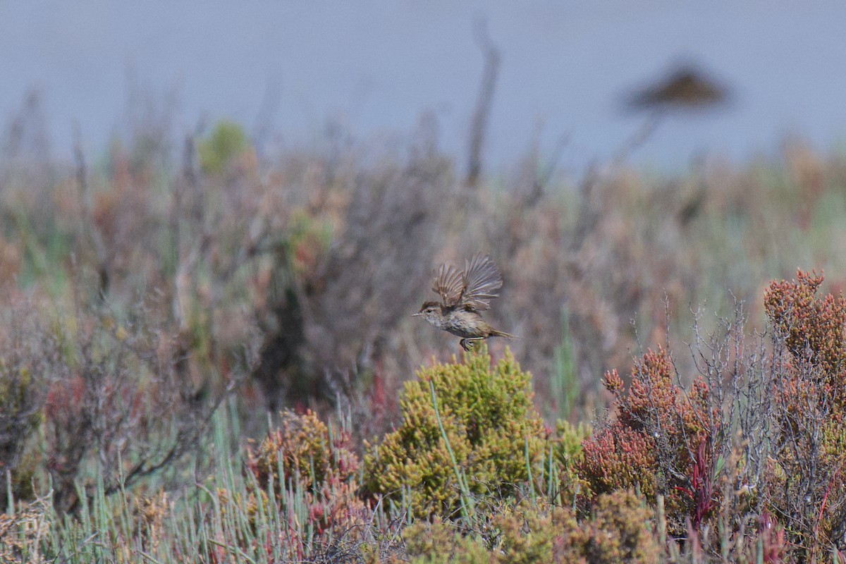 Little Grassbird - ML646380437