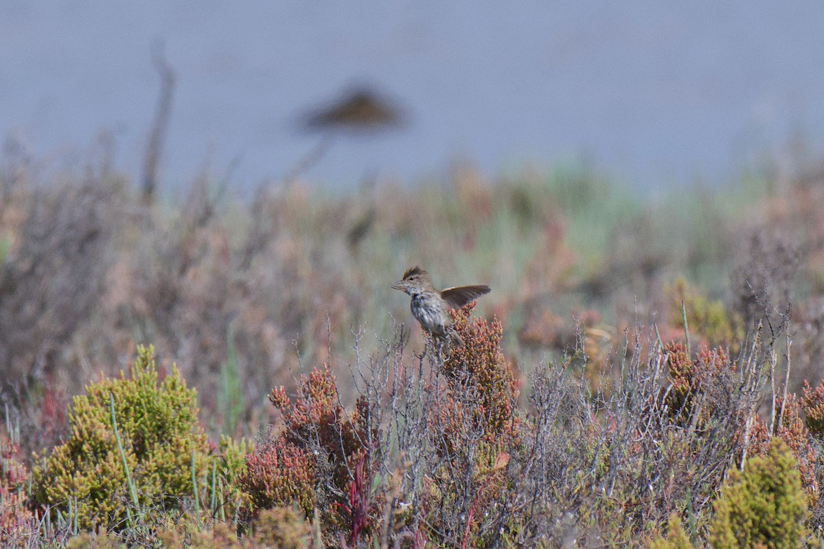 Little Grassbird - ML646380438