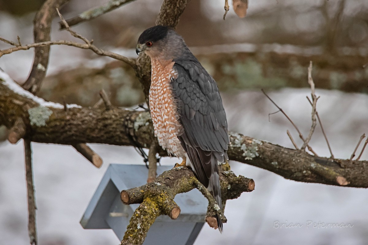 クーパーハイタカ - ML646380439