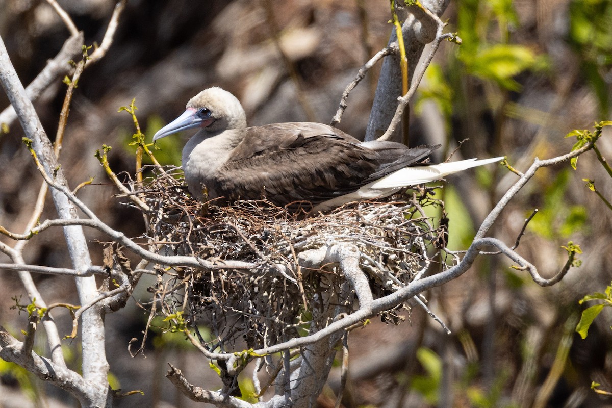 Red-footed Booby - ML646380440