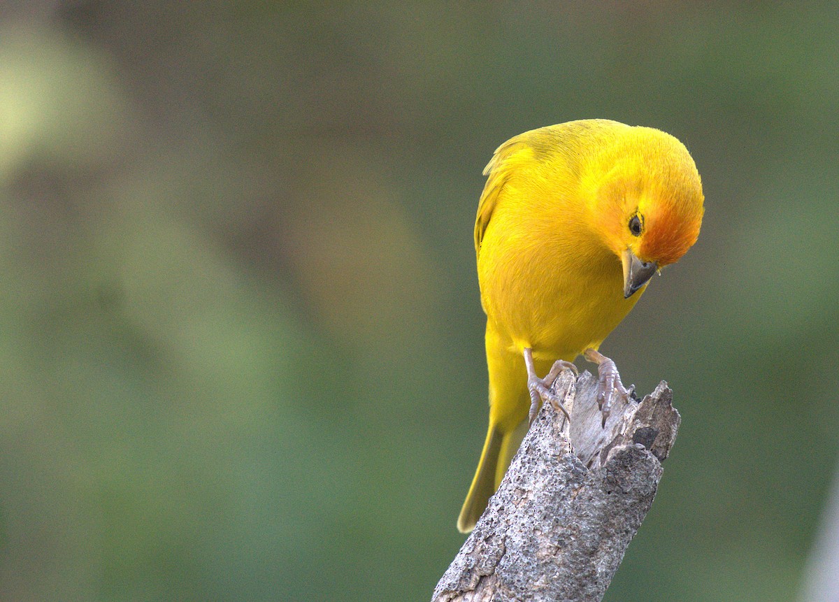 Saffron Finch - ML646380443