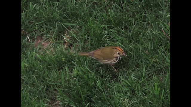 Ovenbird - ML646380444