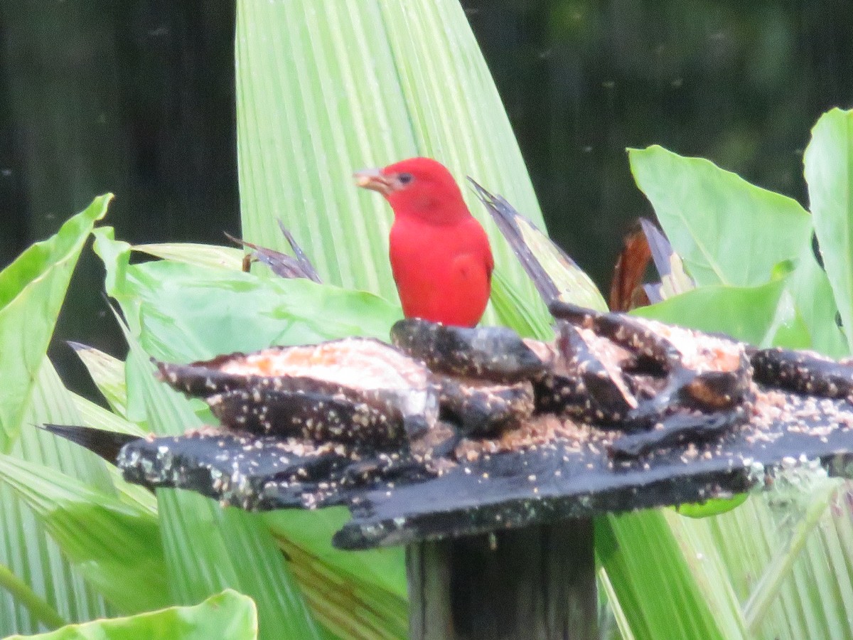 Піранга пломениста - ML646380445