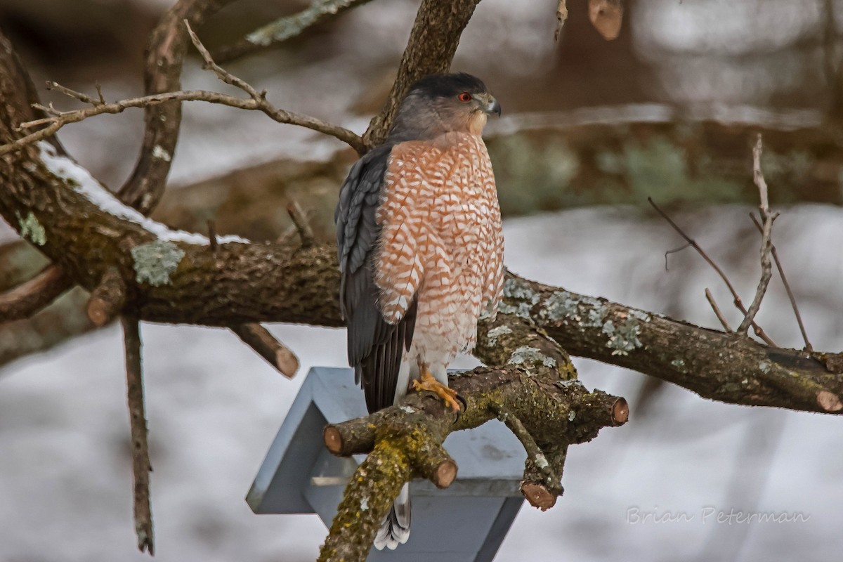 クーパーハイタカ - ML646380447