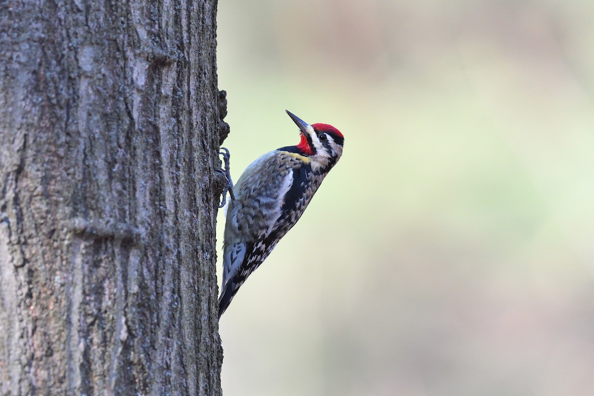 Желтобрюхий дятел-сокоед - ML646380449