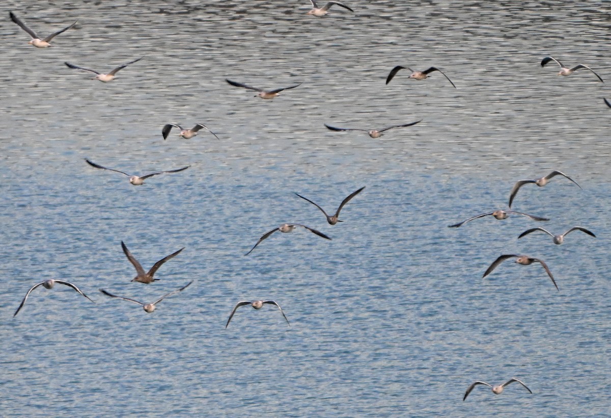 чайка sp. - ML646380451