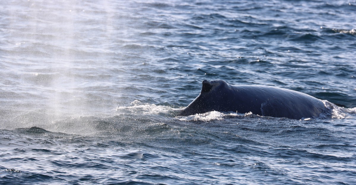 Humpback Whale - ML646380452