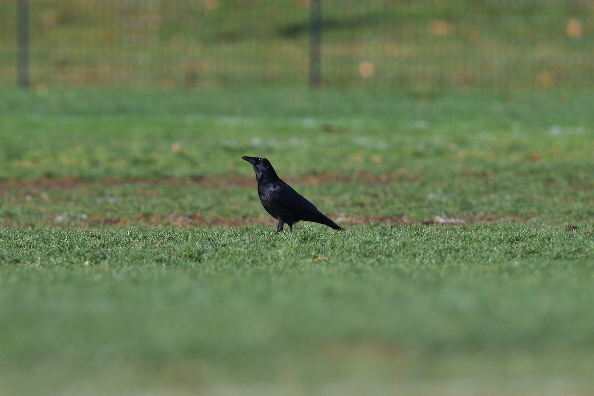 Американская ворона - ML646380453