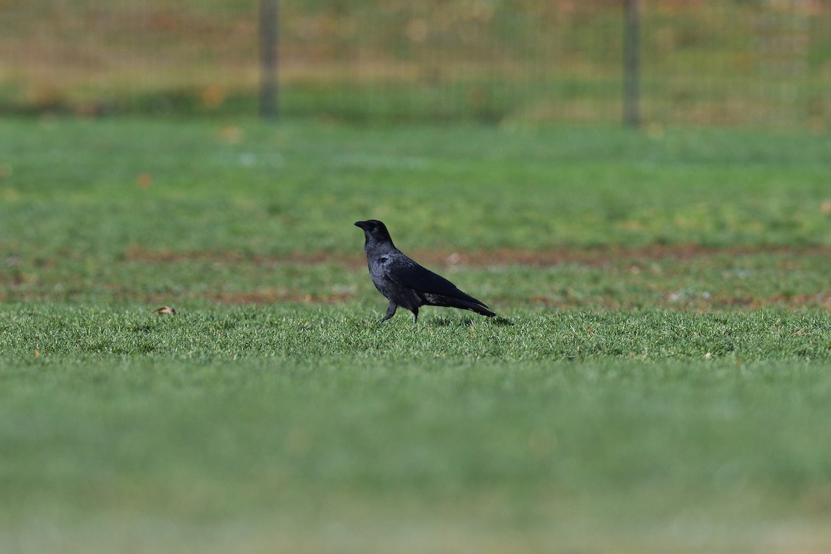 Американская ворона - ML646380454