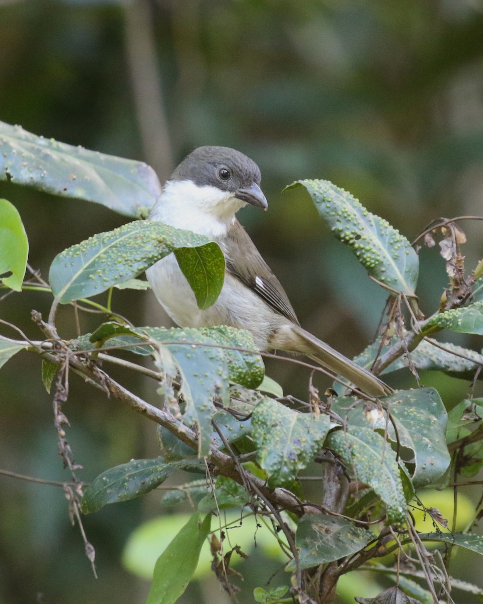 Puerto-Rico-Tangare - ML646380456