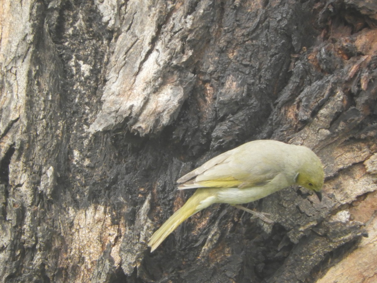 White-plumed Honeyeater - ML646380458