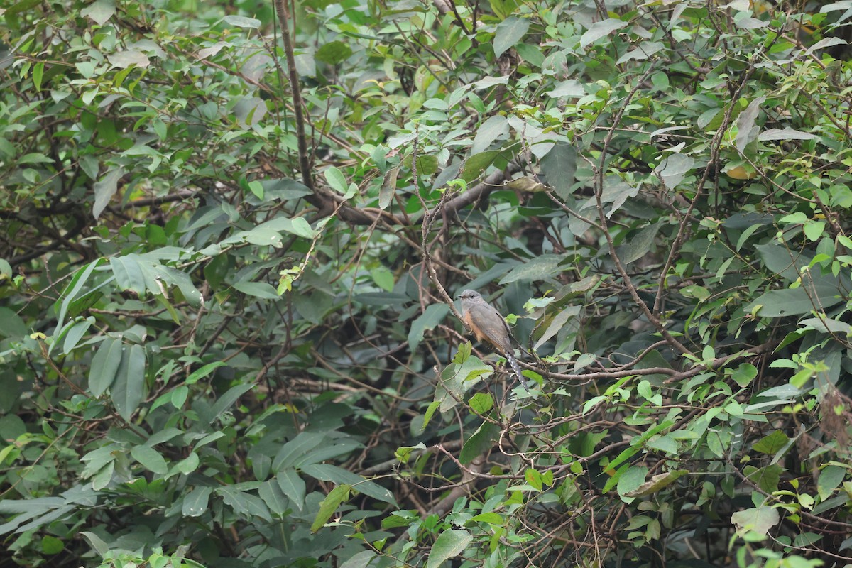 八聲杜鵑 - ML646380459