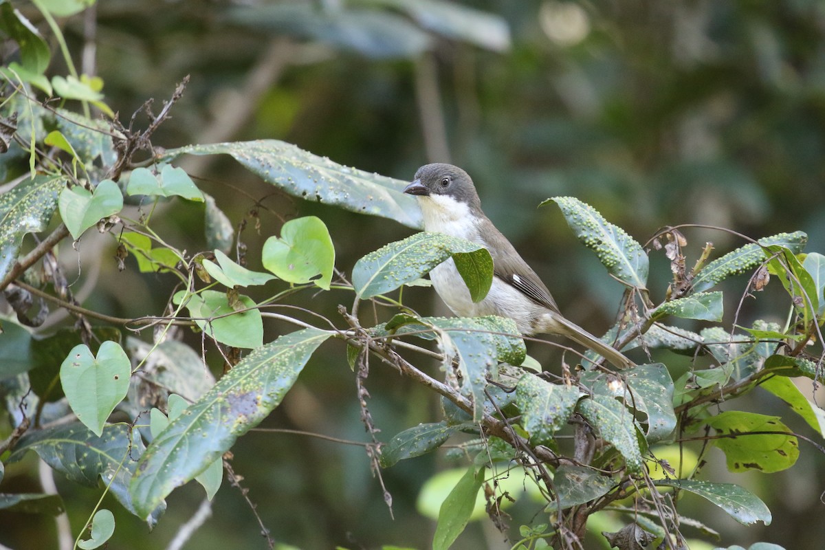 Puerto-Rico-Tangare - ML646380460