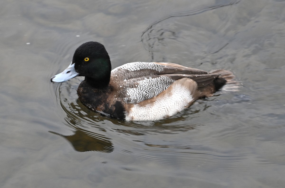 Lesser Scaup - ML646380463