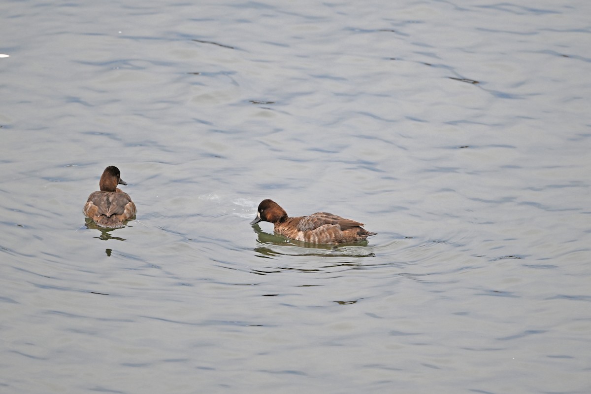 Lesser Scaup - ML646380464