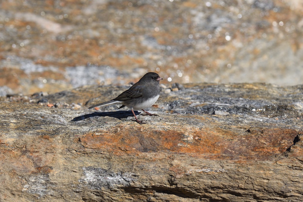 Серый юнко (Серый) - ML646380465