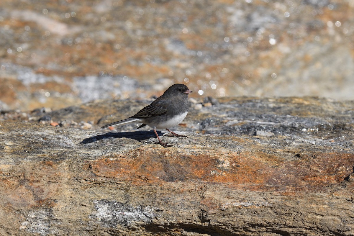 Серый юнко (Серый) - ML646380466