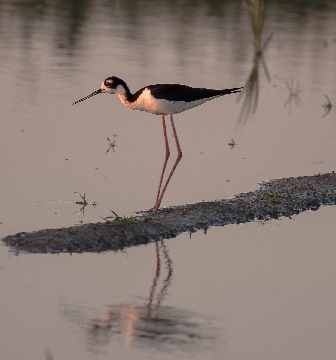 Black-necked Stilt - ML646380467