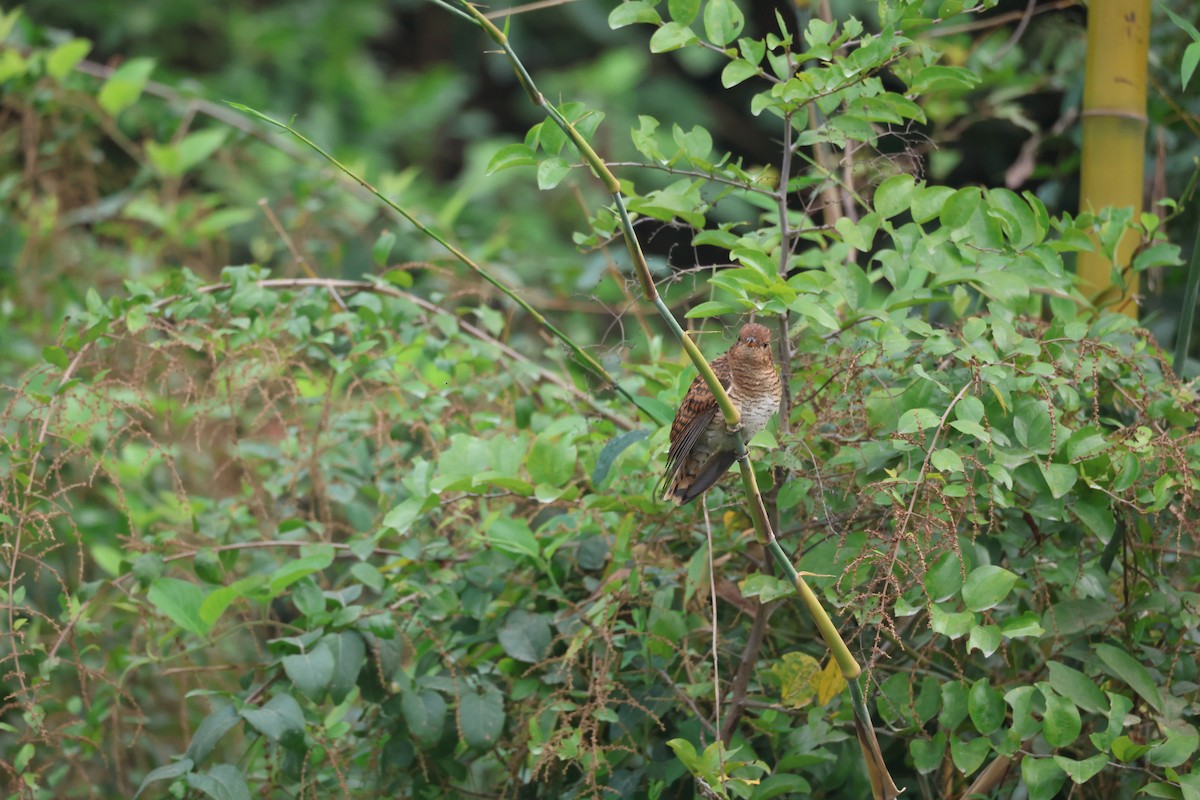 八聲杜鵑 - ML646380468