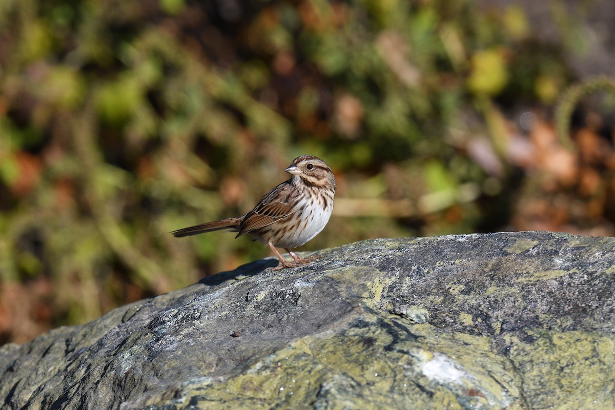 Song Sparrow - ML646380469