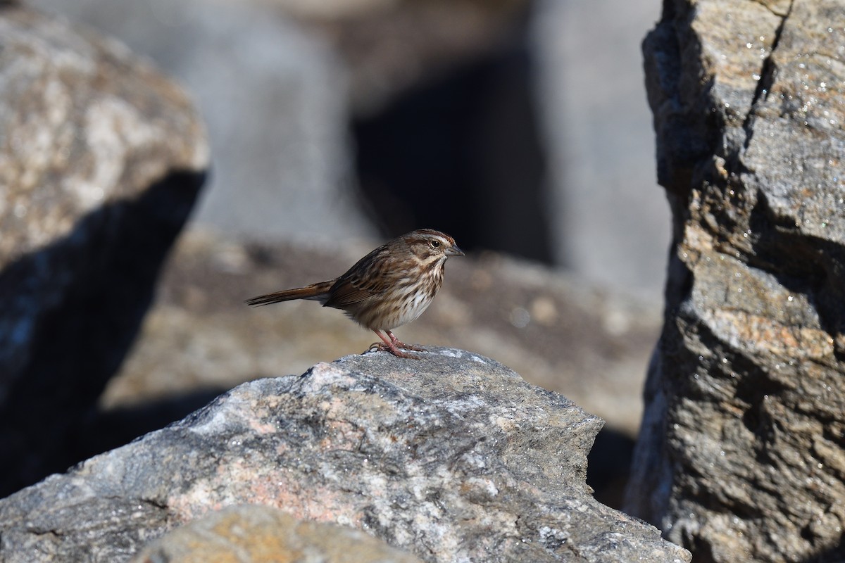 Song Sparrow - ML646380470