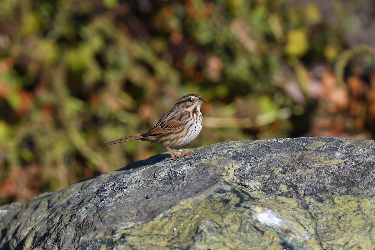 Song Sparrow - ML646380471