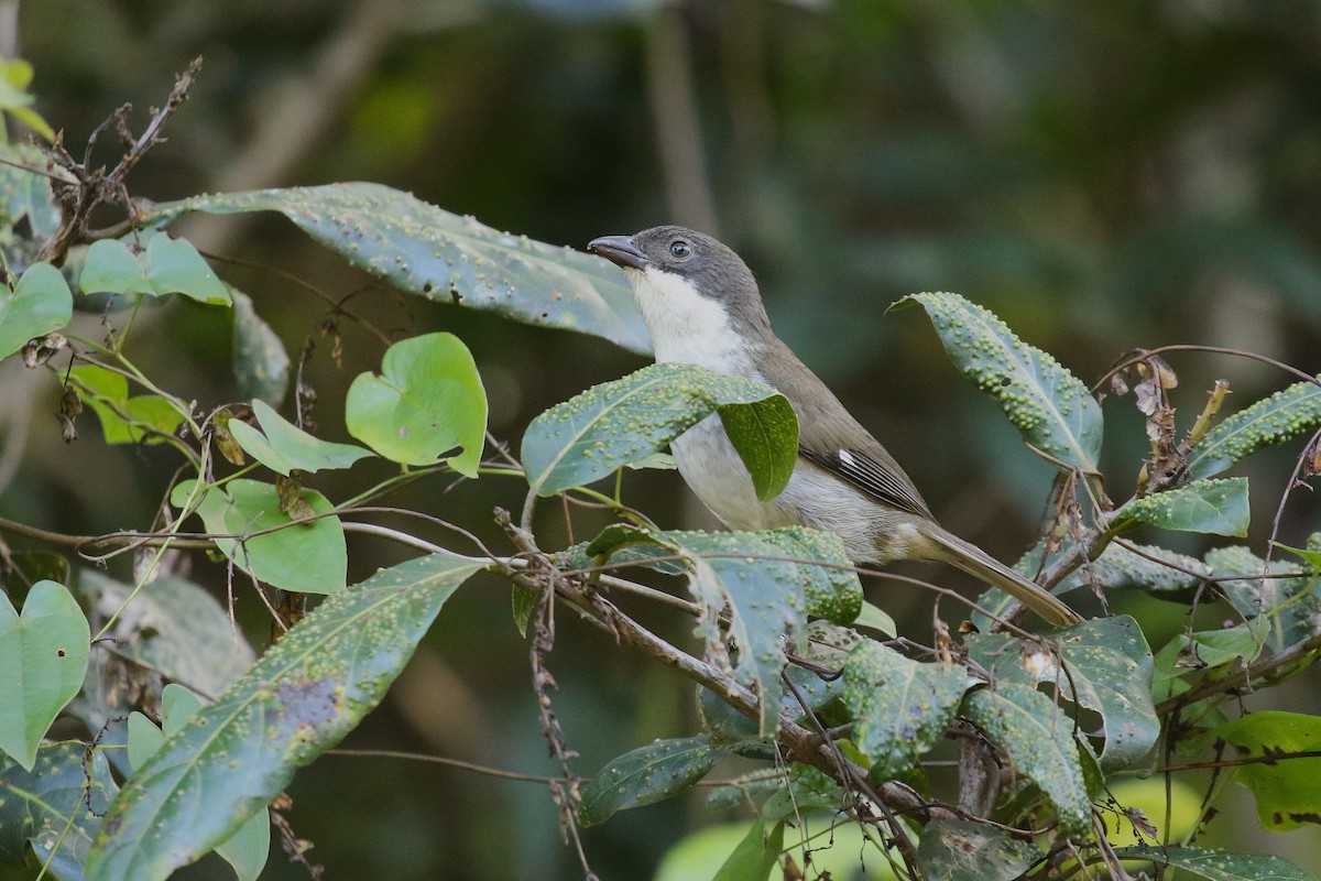 Puerto-Rico-Tangare - ML646380472