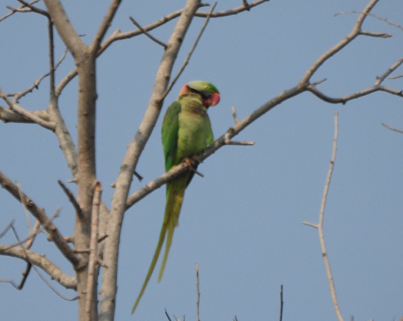 亞歷山大鸚鵡 - ML646380473