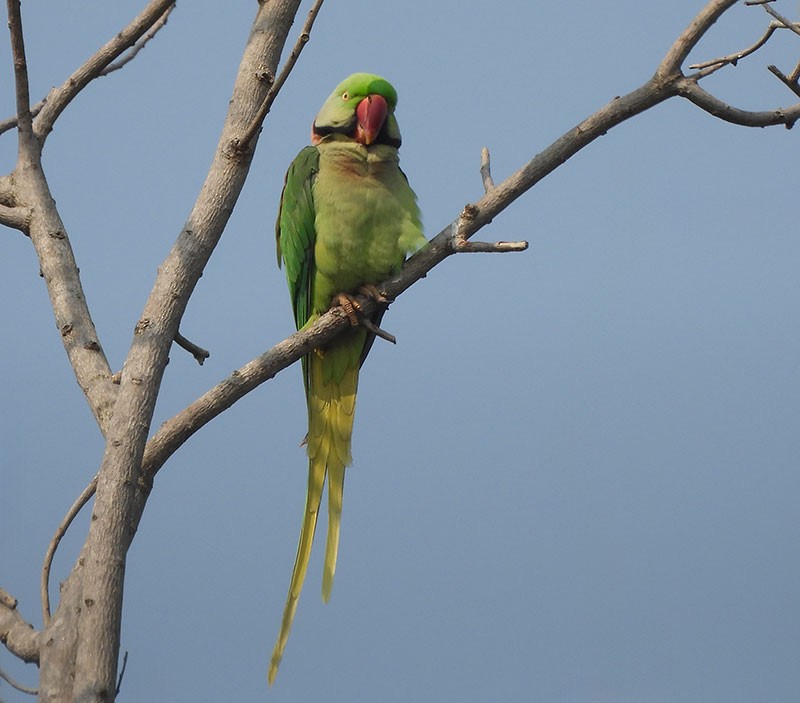 亞歷山大鸚鵡 - ML646380474