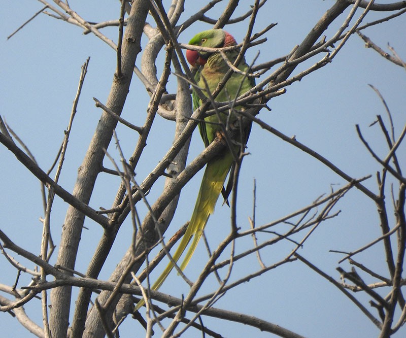 亞歷山大鸚鵡 - ML646380475