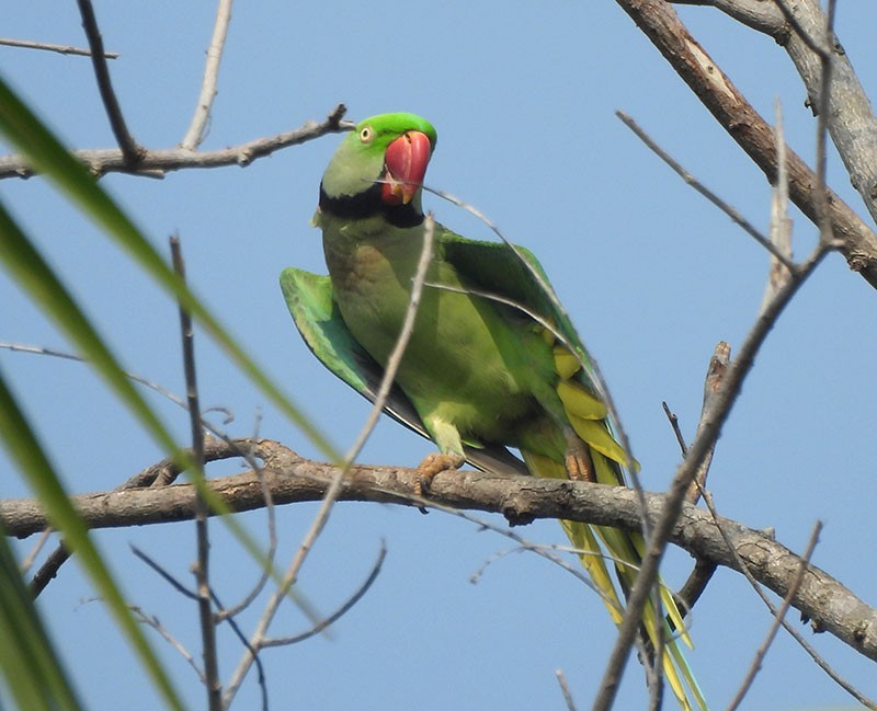 亞歷山大鸚鵡 - ML646380476