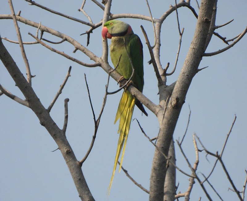 亞歷山大鸚鵡 - ML646380477