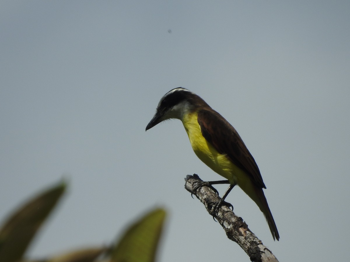 Great Kiskadee - ML646380478