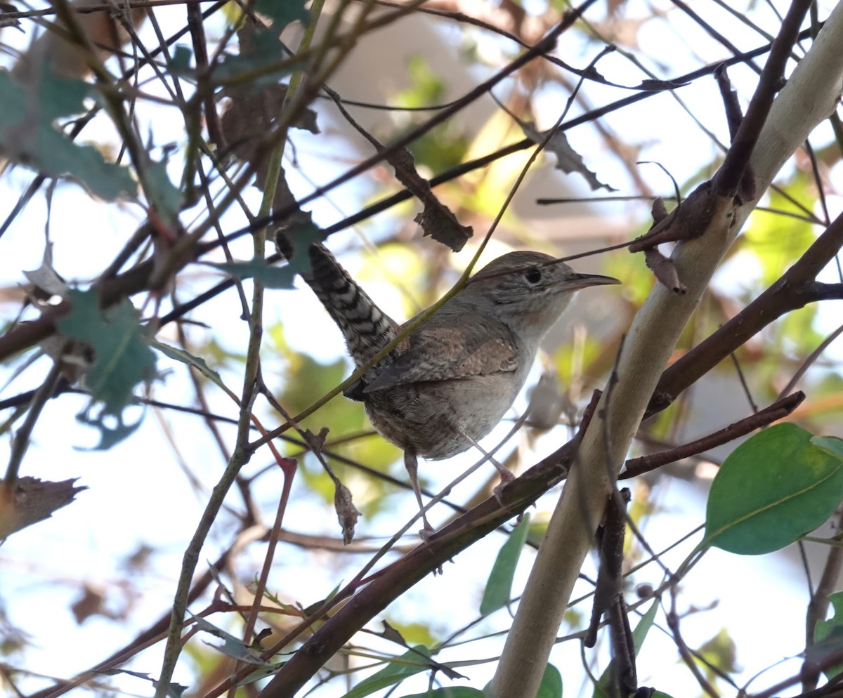 Northern House Wren - ML646380479