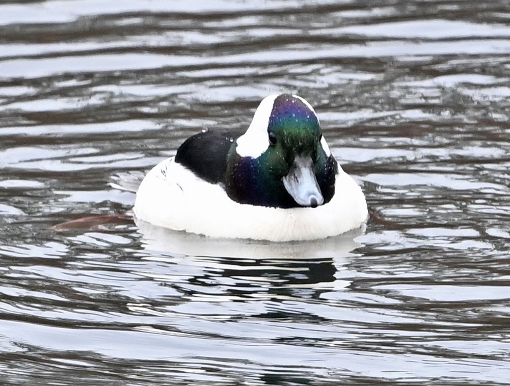 Bufflehead - ML646380480