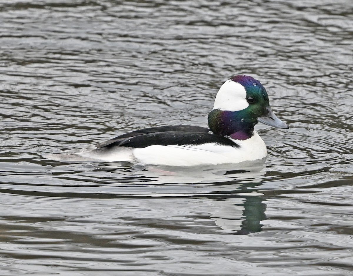 Bufflehead - ML646380481