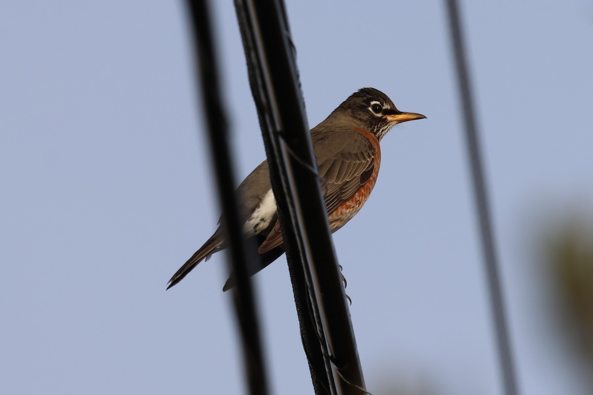 American Robin - ML646380482