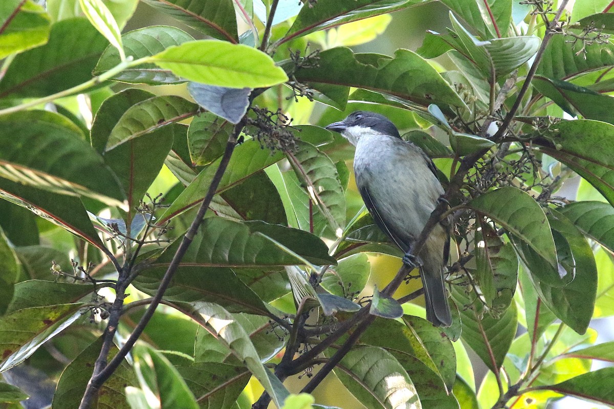 Puerto-Rico-Tangare - ML646380483