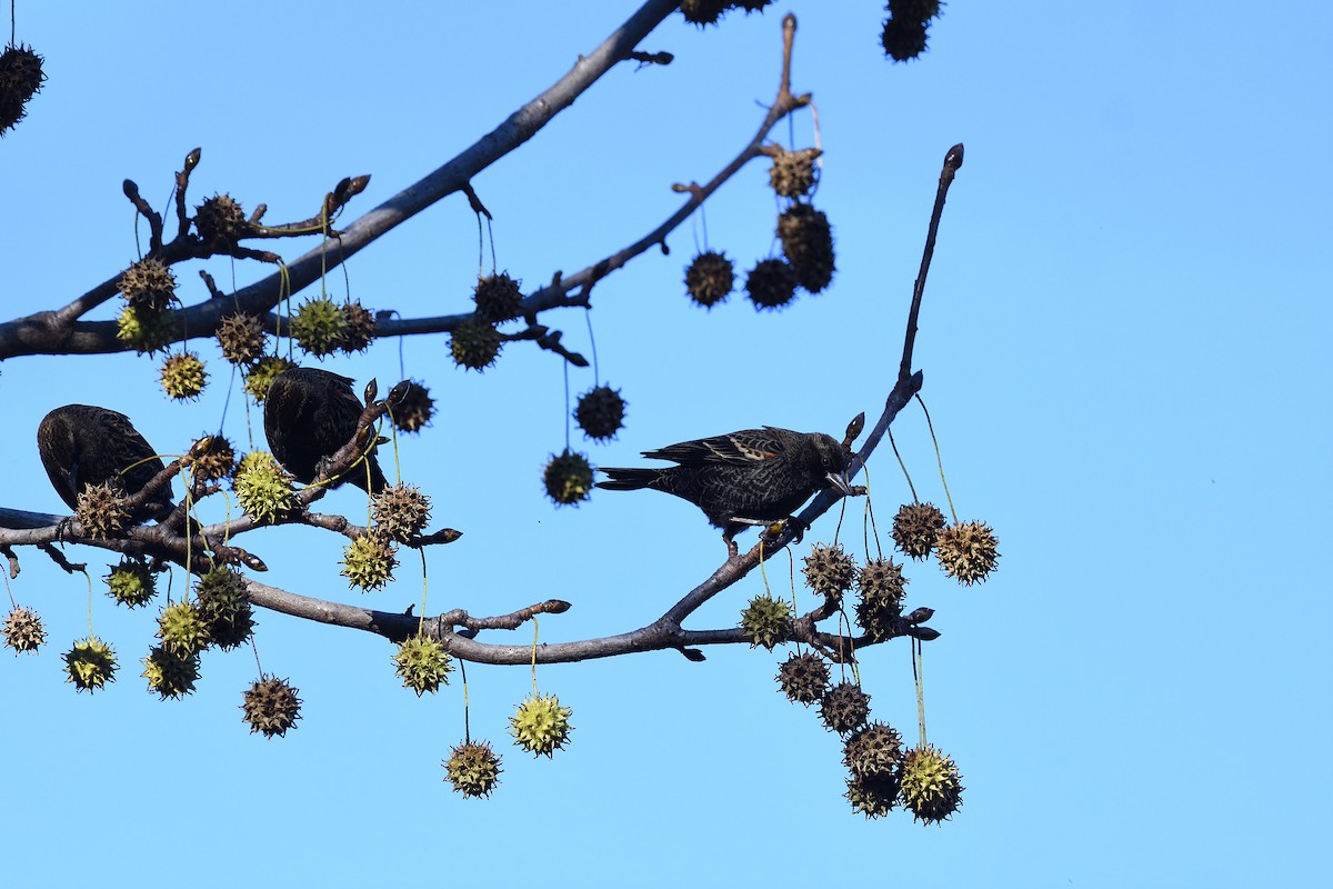 Red-winged Blackbird - ML646380484