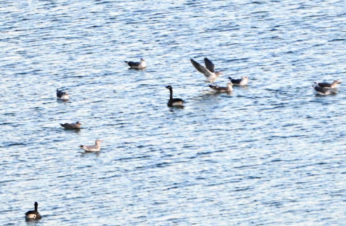 Ring-billed Gull - ML646380485